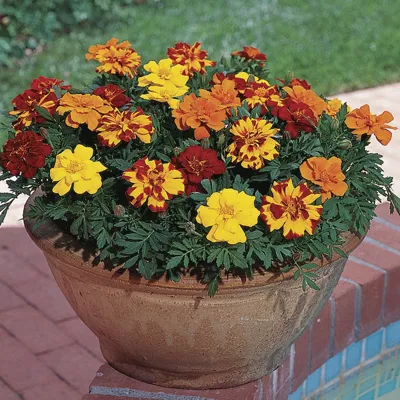 Tagetes x patula SOLENA® Mix