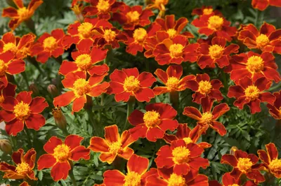 Tagetes x patula Disco Red