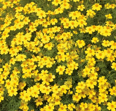Tagetes tenuifolia Luna Lemon