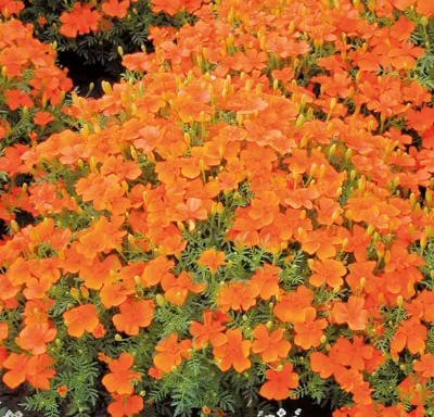 Tagetes tenuifolia Luna Orange