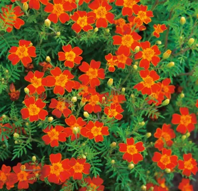 Tagetes tenuifolia Luna Lemon Red