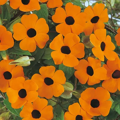 Thunbergia alata Susi Orange Black Eye