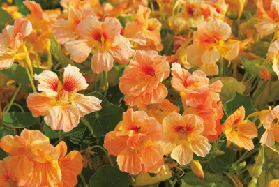 Tropaeolum Minus Tip Top Apricot