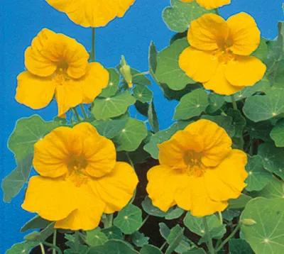 Tropaeolum Minus Tip Top Gold
