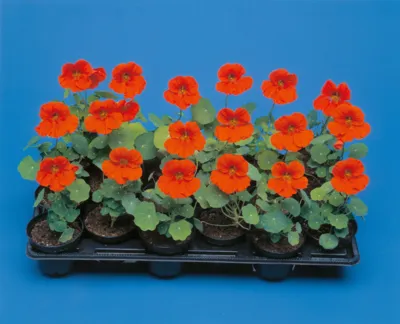 Tropaeolum Minus Tip Top Scarlet