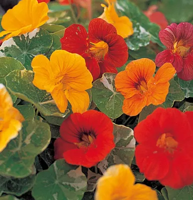 Tropaeolum Minus Tip Top Alaska mix