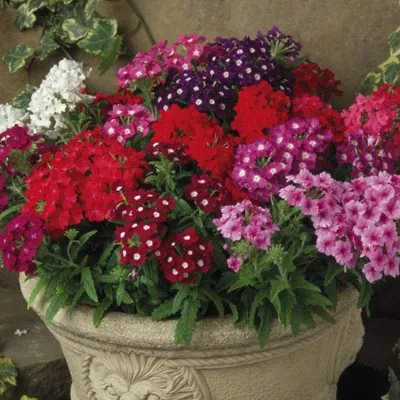 Verbena hybrida Verino® Mix