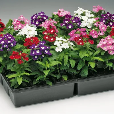 Verbena x hybrida VERINO® EARLY Mix
