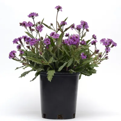 Verbena rigida VENOSA Venosa