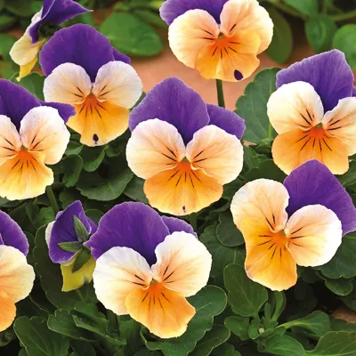 Twix® F1 Viooltje Apricot Azure Wing