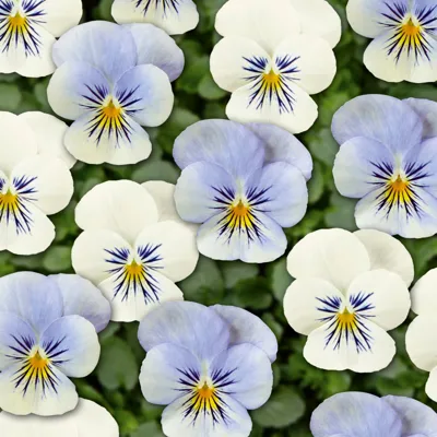 Twix® F1 Viooltje Azure Twilight
