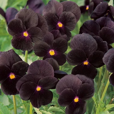 Twix® F1 Viooltje Viooltje Black