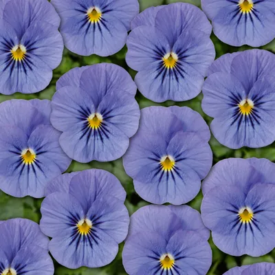 Twix® F1 Viooltje Blue