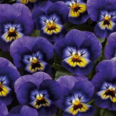 Twix® F1 Viooltje Blue and Yellow