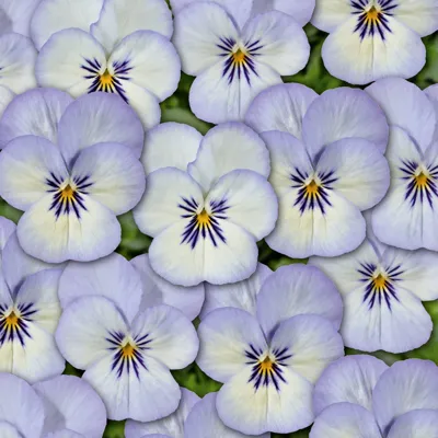 Twix® F1 Viooltje Blue Picotee