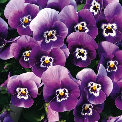 Twix® F1 Viooltje Dark Marina