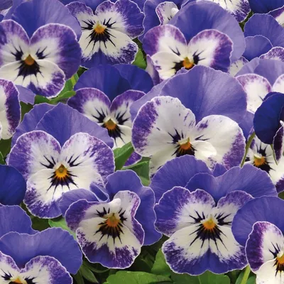 Twix® F1 Viooltje Delft Blue