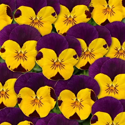 Twix® F1 Viooltje Gold Purple Wing