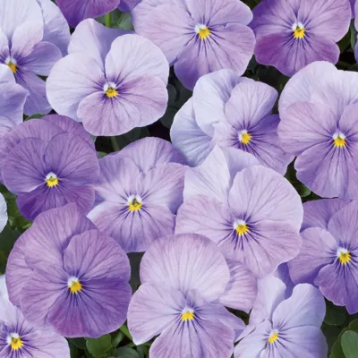 Twix® F1 Viooltje Lavender Shades