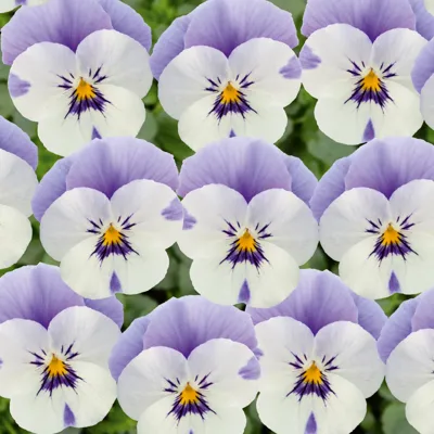 Twix® F1 Viooltje Lilac Face