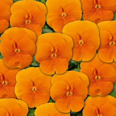 Twix® F1 Viooltje Orange