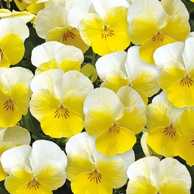 Twix® F1 Viooltje Primrose