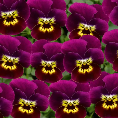 Twix® F1 Viooltje Purple and Gold