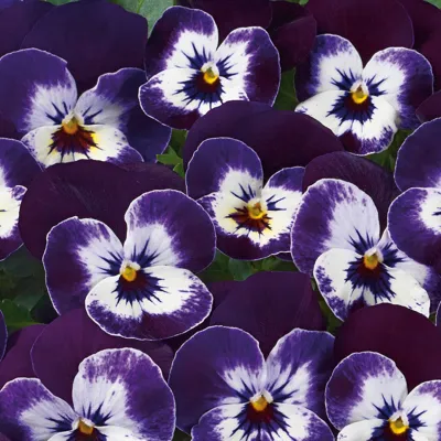 Twix® F1 Viooltje Purple Face