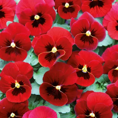 Twix® F1 Viooltje Red with Eye