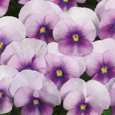 Twix® F1 Viooltje Rose Frost
