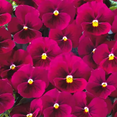 Twix® F1 Viooltje Rose with Eye