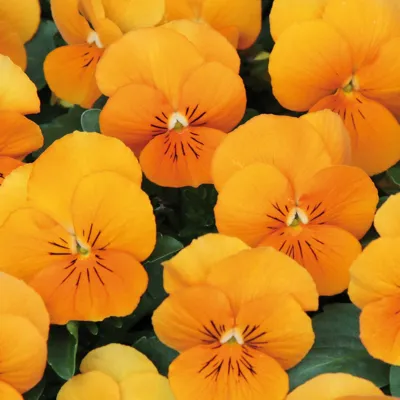 Twix® F1 Viooltje Tangerine