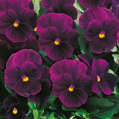 Twix® F1 Viooltje Violet