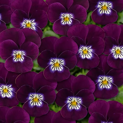 Twix® F1 Viooltje Violet Flare
