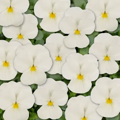 Twix® F1 Viooltje White