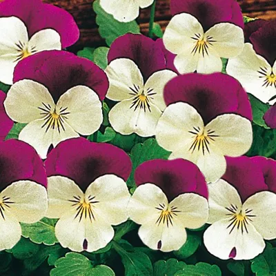 Twix® F1 Viooltje White Purple Wing