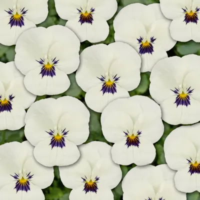 Twix® F1 Viooltje White with Eye