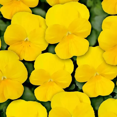 Twix® F1 Viooltje Yellow