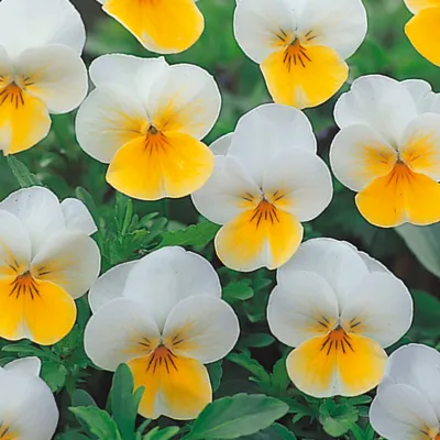 Twix® F1 Viooltje Yellow Frost