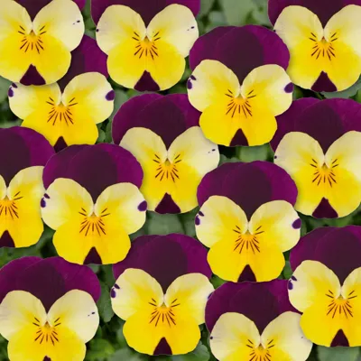 Twix® F1 Viooltje Yellow Purple Wing