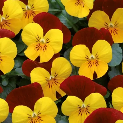 Twix® F1 Viooltje Yellow Red Wing