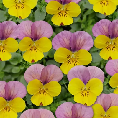 Twix® F1 Viooltje Yellow Rose Wing