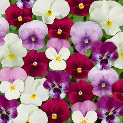 Twix® F1 Viooltje Rosy Mix