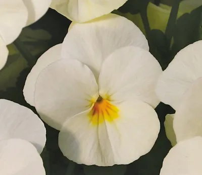 Viola x cornuta TWIX® POWER F1 Cream