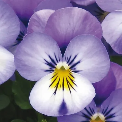 Viola x cornuta TWIX® POWER F1 Lavender Blue