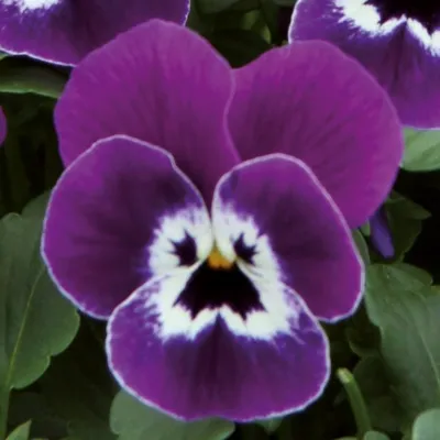 Viola x cornuta Purple Face