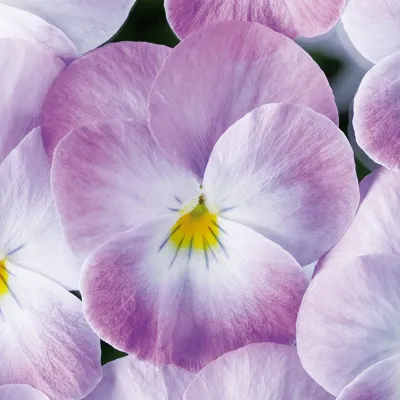 Viola x cornuta Soft Pink