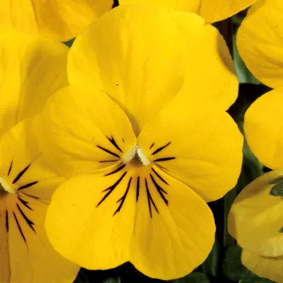 Viola x cornuta Yellow