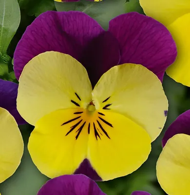 Viola x cornuta Yellow Purple Wing