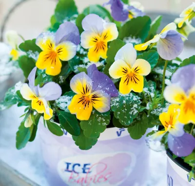 Viola x cornuta ICE BABIES® F1 Blue with Yellow